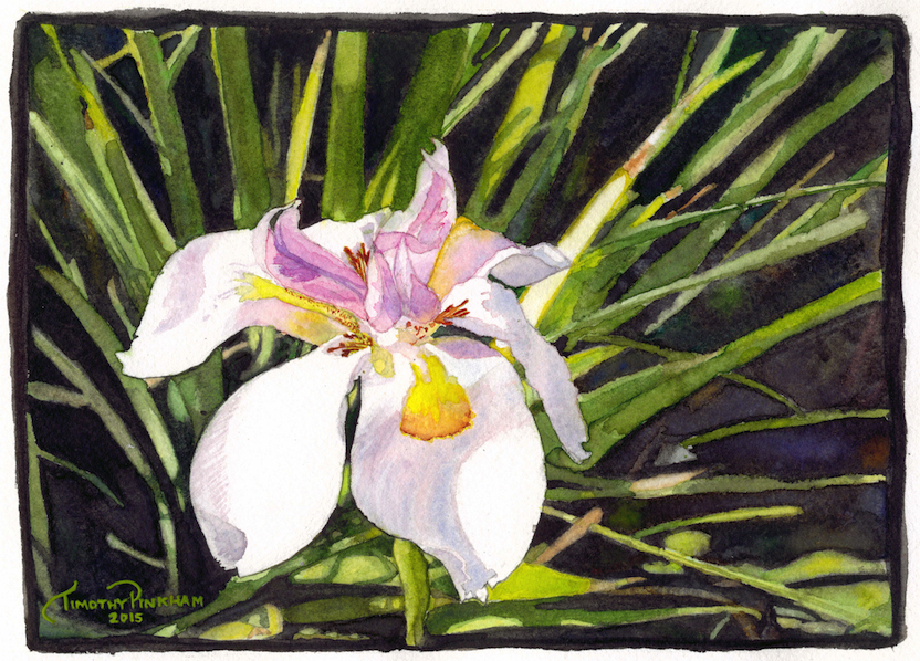 Wild Fairy Iris